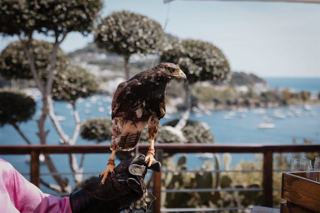 Un rapace sul trespolo durante l'aperitivo